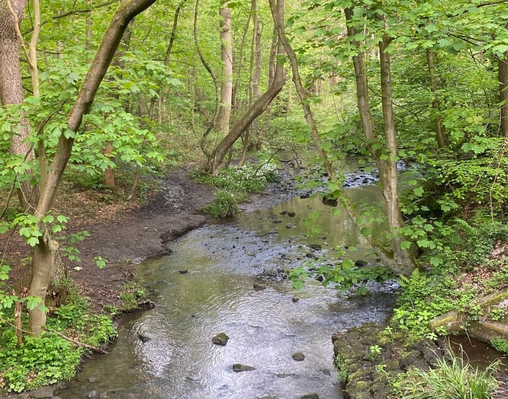 A view upstream from the Seven Arches, Adel Woods, Leeds