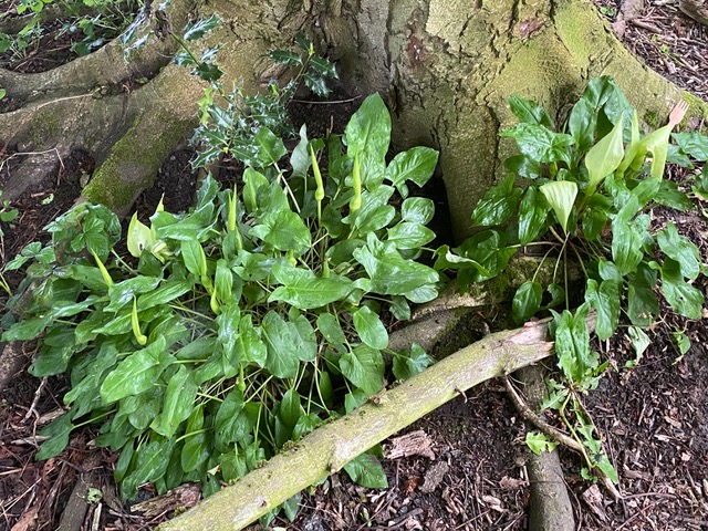 Cuckoo Pint in flower in Adel Woods