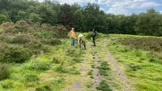 Friends of Adel Woods bracken pulling on Adel Moor, Leeds, on 4th June 2023