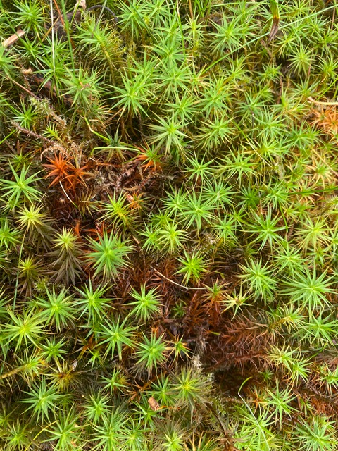 Juniper Polytrichum moss on Adel Moor on 19th July