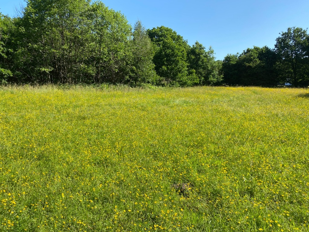 The Orchid Meadow, Adel Woods, 14th June 2023