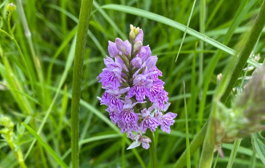 Common spotted orchid, Adel Woods, 14th June 2023