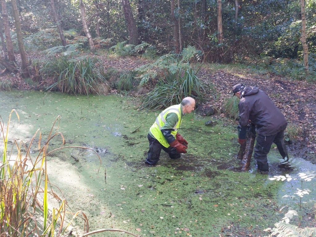 Friends of Adel Woods working on Adel Pond on the 15th October 2023