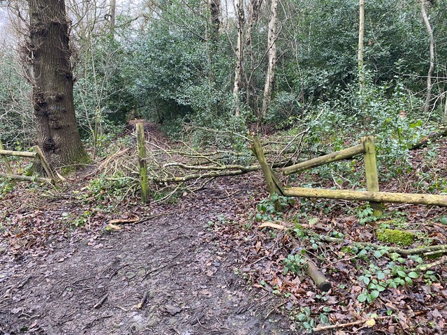 Friends of Adel Woods: clearing path in Adel Woods on 12th January 2024