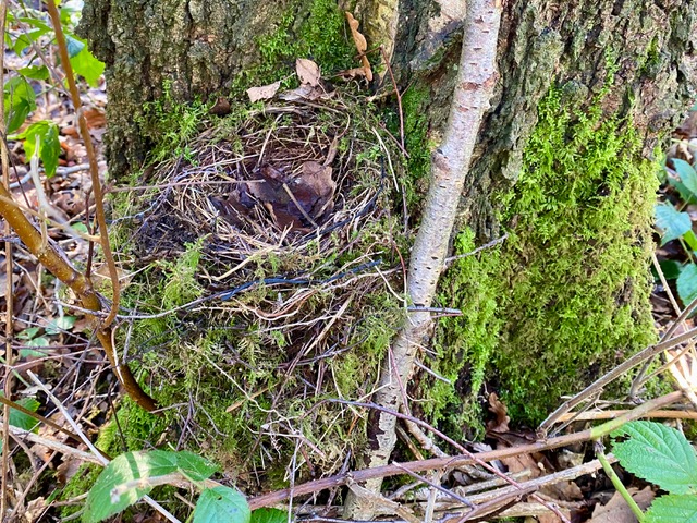 Friends of Adel Woods: a blackbird nest  at the base of a tree in Adel Woods