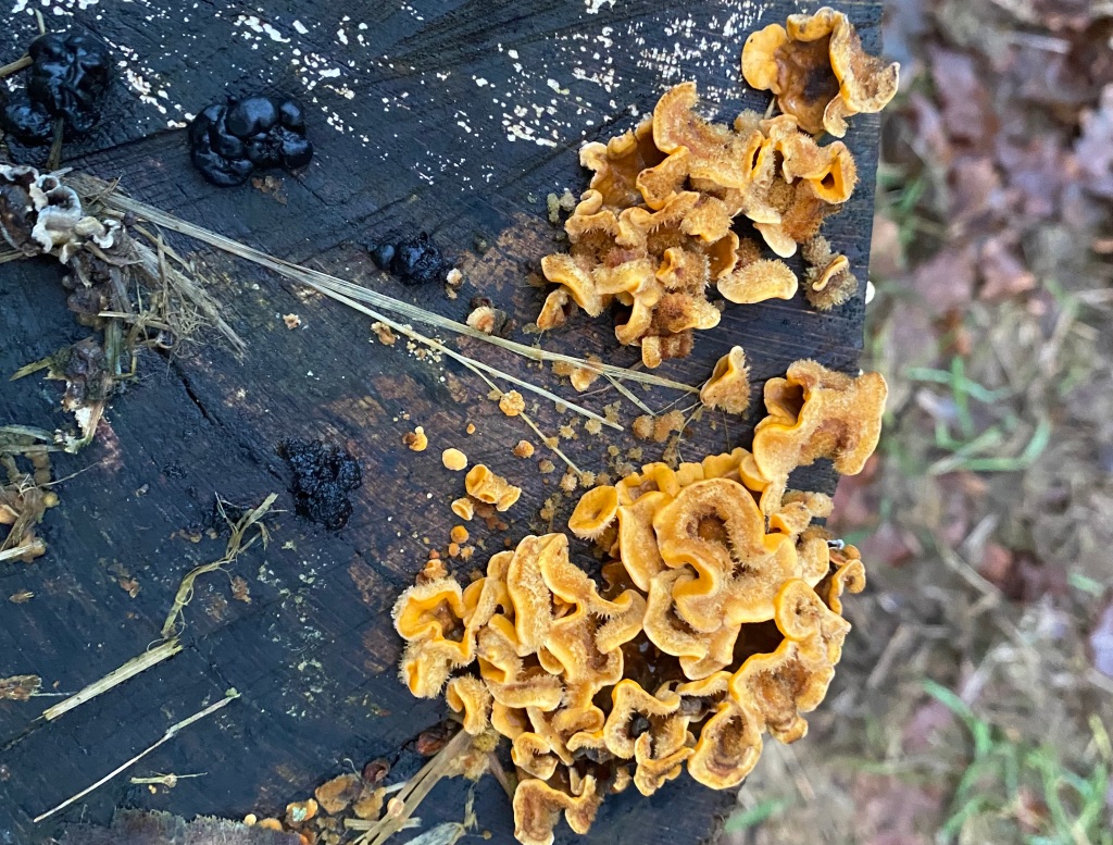 Friends of Adel Woods: witches butter fungus and hairy curtain crust fungus in Adel Woods on 13th January 2024