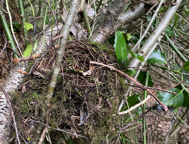 A blackbird's nest in Adel Woods
