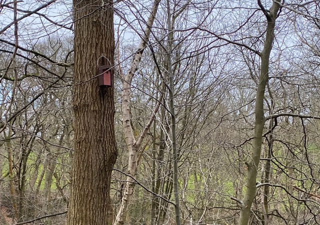 Friends of Adel Woods: a nest box on the Meanwood Valley Trail

