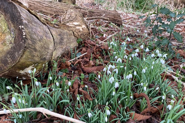 Friends of Adel Woods: snowdrops
