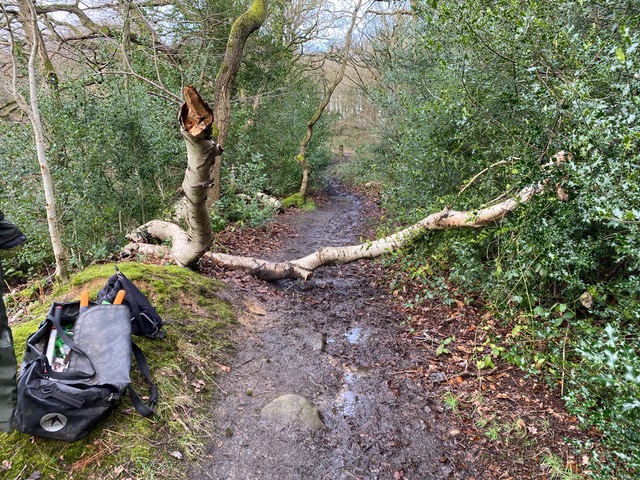 Friends of Adel Woods: path clearing in Adel Wood on 18th February 2024
