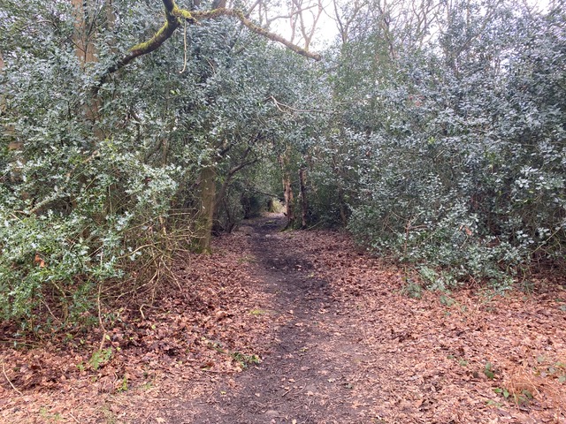 Friends of Adel Woods and the Meanwood Valley Trail on the 16th March 2024