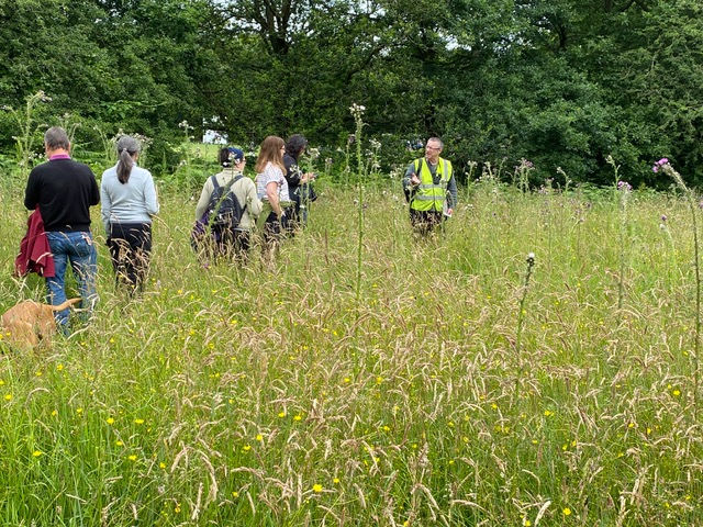 Friends of Adel Woods: the orchid meadow in Adel Woods on the 30th June 2024.
