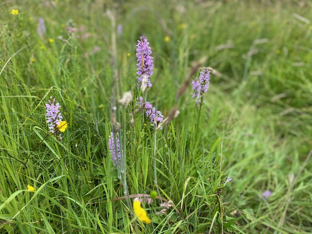 Common spotted orchids in Adel Woods on the 30th June 2024.  Friends of Adel Woods