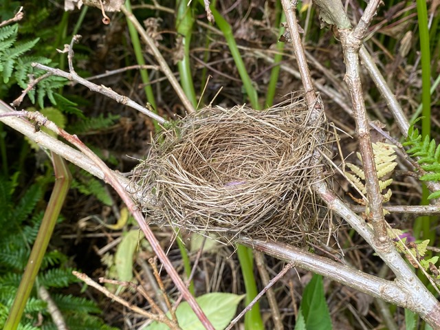 Friends of Adel Woods: a robin's nest
