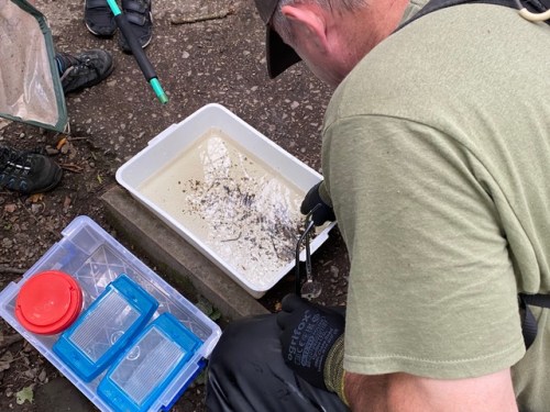 Friends of Adel Woods: a pond and stream safari on 21st July.