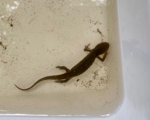 A palmate newt in Adel Pond, Adel Woods, Leeds.