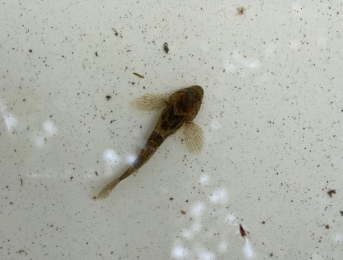 A bullhead taken from Meanwood Beck in Adel Woods on the 21st July 2024: Friends of Adel Woods