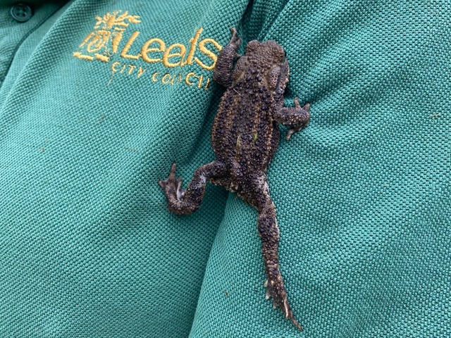 Friends of Adel Woods on the orchid meadow and a toad