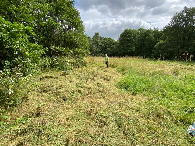 Friends of Adel Woods on the orchid meadow on 15th August 2024