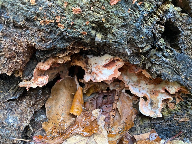 Blushing Rosette (Abortiporus biennis) in Adel Woods on 17th November 2024