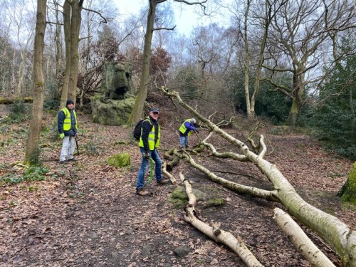 Friends of Adel Woods clearing a fallen birch tree in front of Adel Crag in January 2025