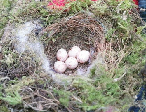 a tit nest in Adel Woods: Friends of Adel Woods