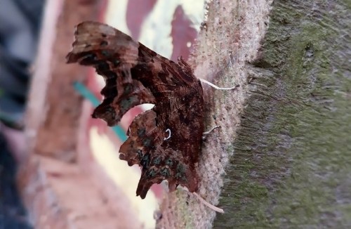 Friends of Adel Woods cleaning nest boxes. A hibernating comma butterfly in Adelj Woods