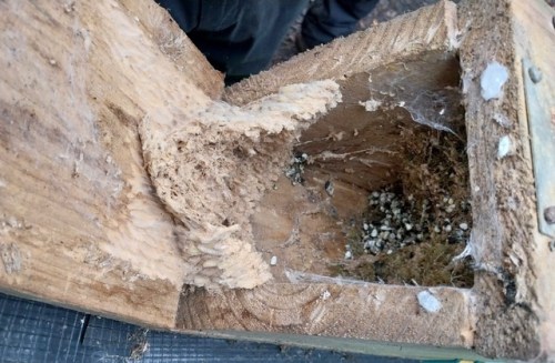 Friends of Adel Woods nest box survey in 2025: a at it box showing clothes moth larvae