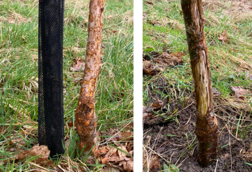 Friends of Adel Woods: rabbit and deer damage to the community orchard in Adel Woods