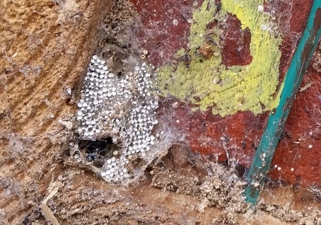 Friends of Adel Woods nest box survey and eggs of vapourer moth on base of a nest box