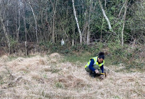 A volunteer from Friends of Adel Woods working on Adel Bog
