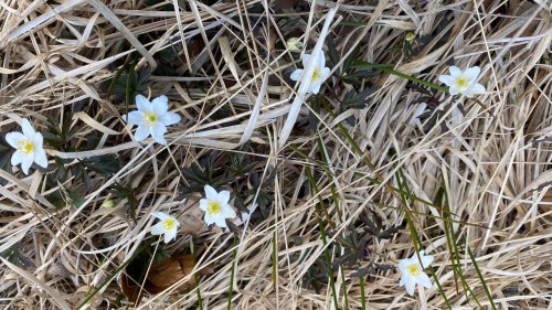 Wood anemones on Adel Bog on the 13th April 2025