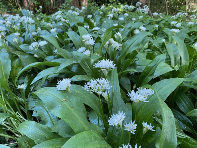 Wild garlic photographed in Adel Woods on the 6th May 2025