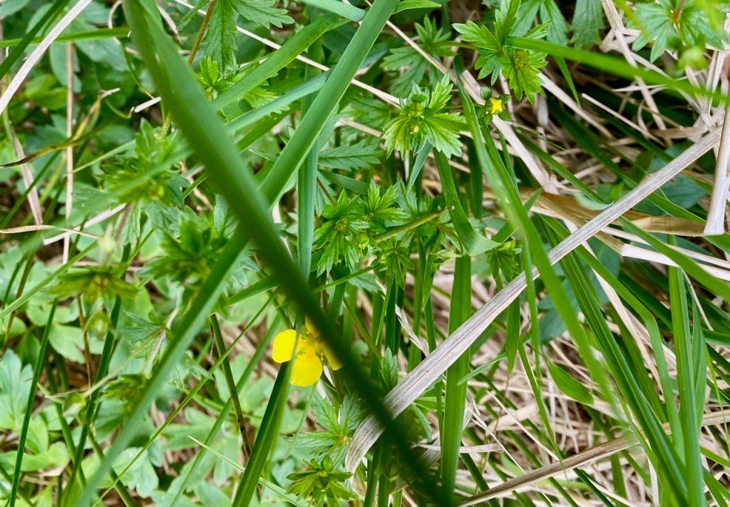 Friends of Adel Woods: Adel Bog - tormentil (potentilla erecta).
