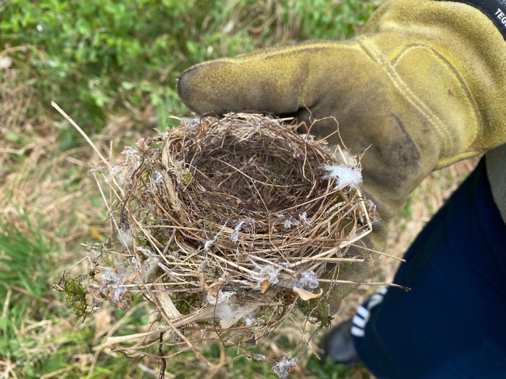 Friends of Adel Woods: robin nest