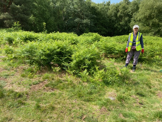 Friends of Adel Woods working on Adel Moor on the 15th June 2025