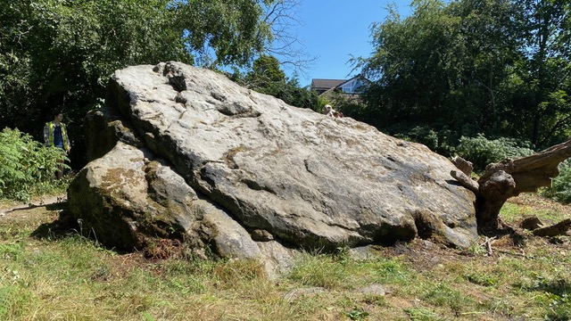 Friends of Adel Woods and the Buck Stone on the 12th July 2025

