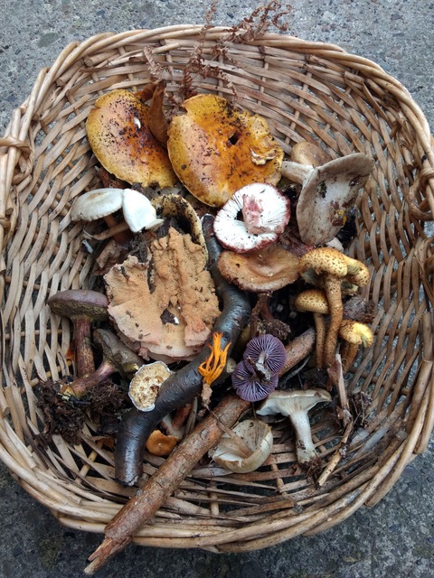 A collection of fungi in Adel Woods on a fungal foray with Steve Joul and Friends of Adel Woods on 26th October 2025