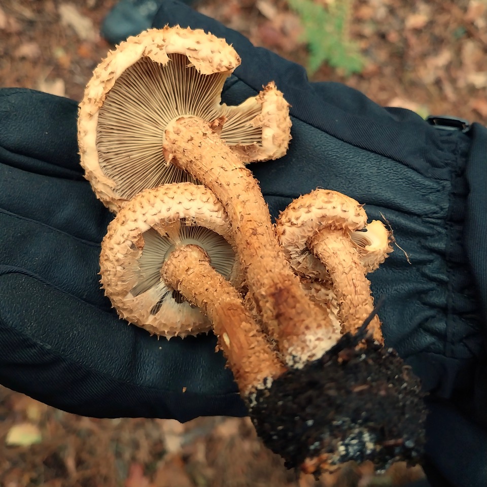 Shaggy scalycap fungus in Adel Woods on a fungal foray with Steve Joul and Friends of Adel Woods on 26th October 2025