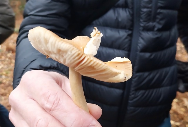 Tawny grisette in Adel Woods on a fungal foray with Steve Joul and Friends of Adel Woods on 26th October 2025