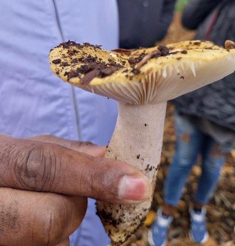 Ochre brittle gill  in Adel Woods on a fungal foray with Steve Joul and Friends of Adel Woods on 26th October 2025