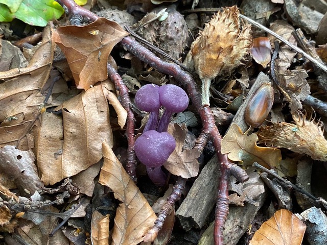 Amethyst Deceiver: Friends of Adel Woods: a fungal foray on 5th October 2025