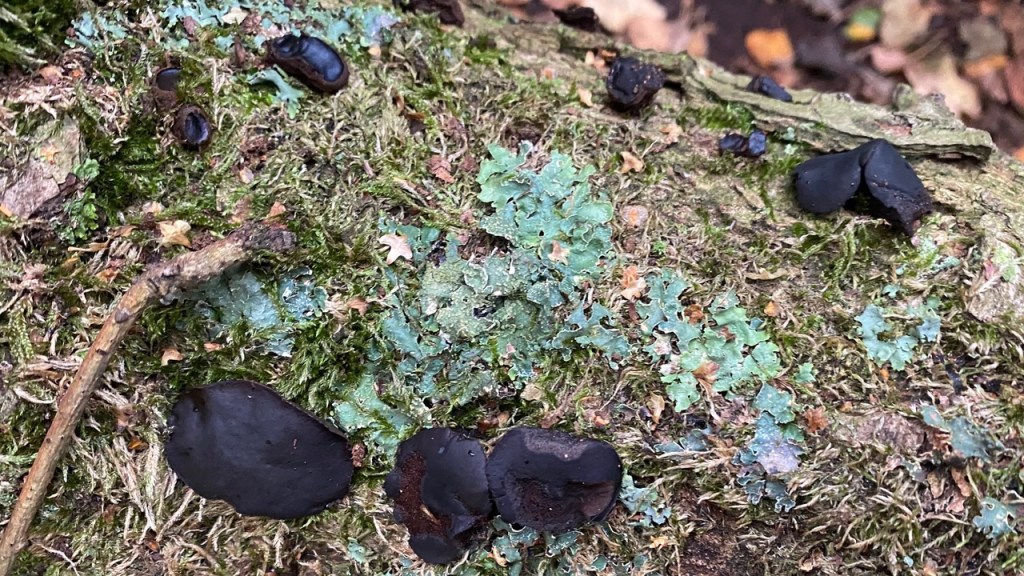 Black bulgar fungus in Adel Woods on a fungal foray with Steve Joul and Friends of Adel Woods on 26th October 2025