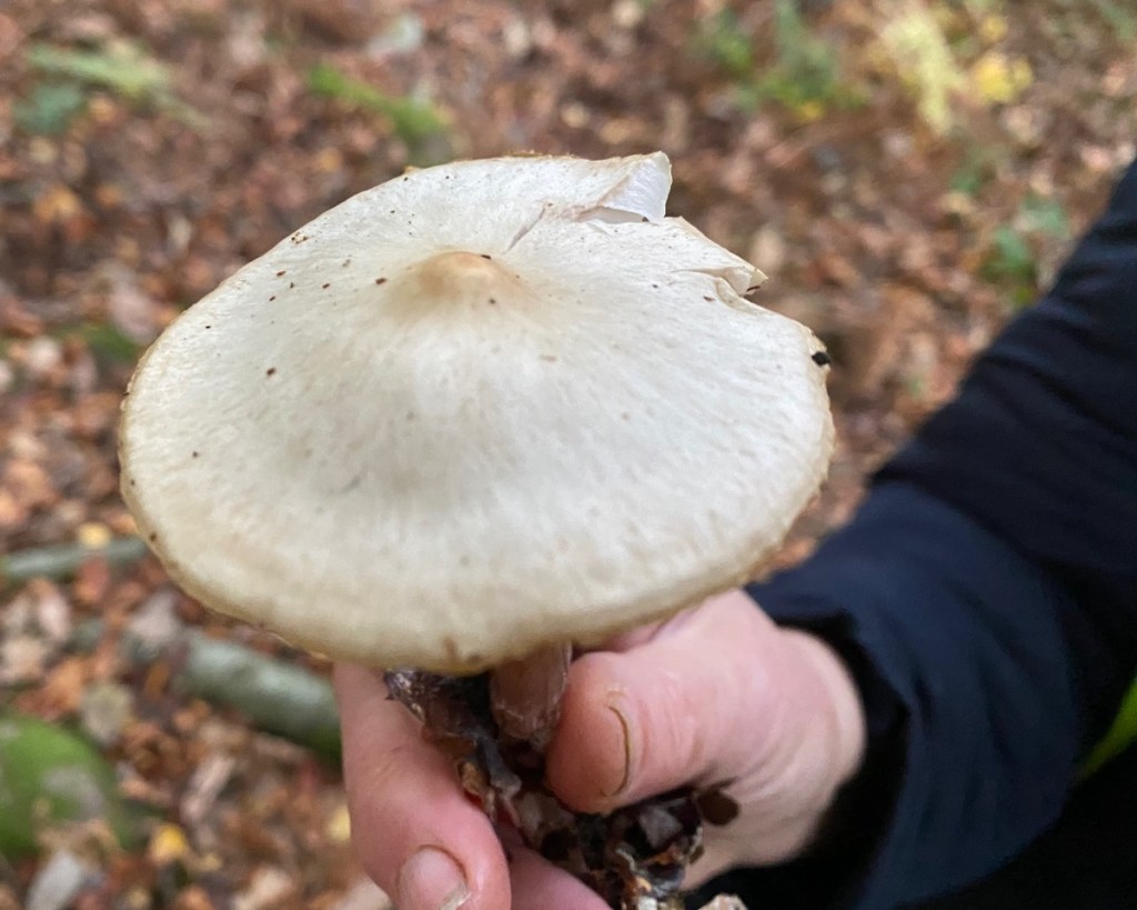 Butter cap fungus in Adel Woods on a fungal foray with Steve Joul and Friends of Adel Woods on 26th October 2025