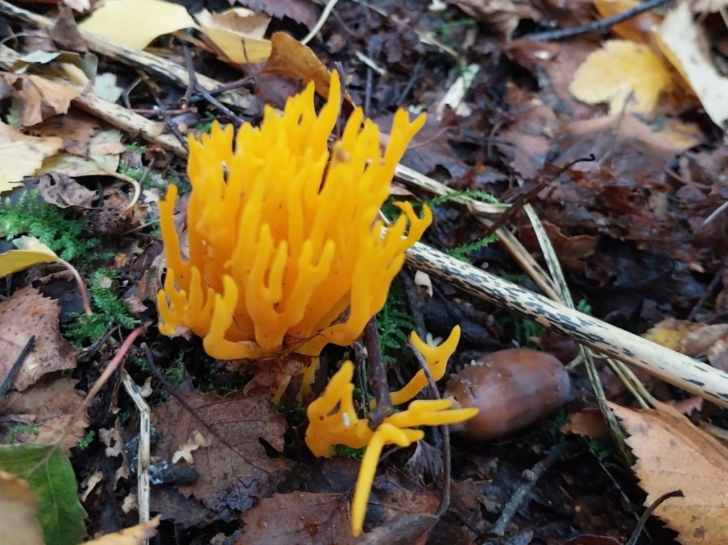 Yellow stagshorn fungus in Adel Woods on a fungal foray with Steve Joul and Friends of Adel Woods on 26th October 2025