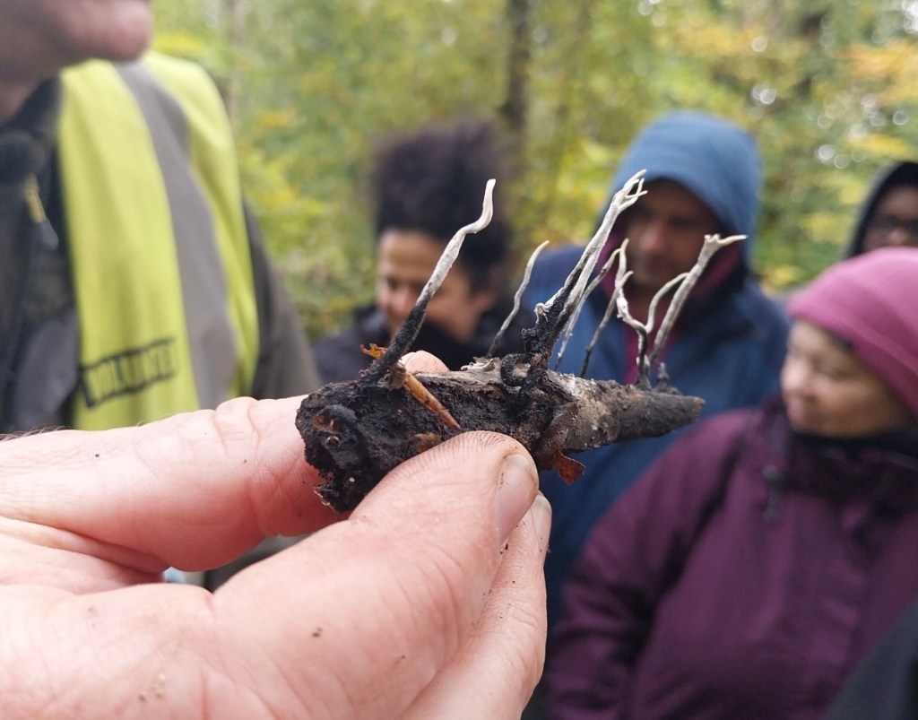 Candle snuff fungus in Adel Woods on a fungal foray with Steve Joul and Friends of Adel Woods on 26th October 2025