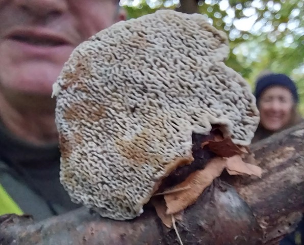 Blushing bracket in Adel Woods on a fungal foray with Steve Joul and Friends of Adel Woods on 26th October 2025