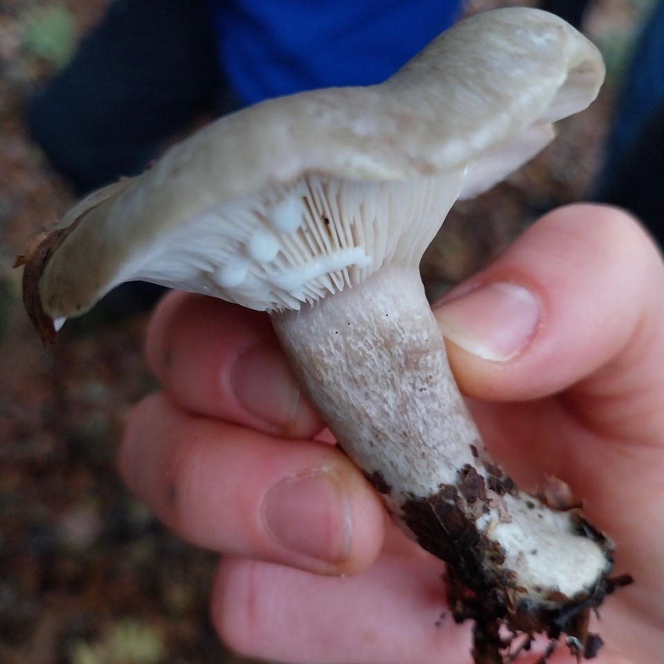 Milk cap fungus in Adel Woods on a fungal foray with Steve Joul and Friends of Adel Woods on 26th October 2025