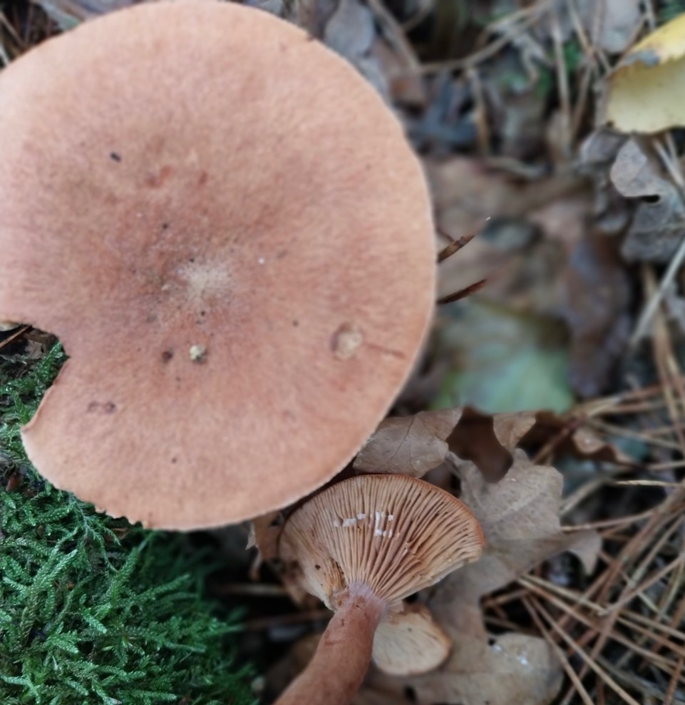 Rufous milkcap fungus in Adel Woods on a fungal foray with Steve Joul and Friends of Adel Woods on 26th October 2025