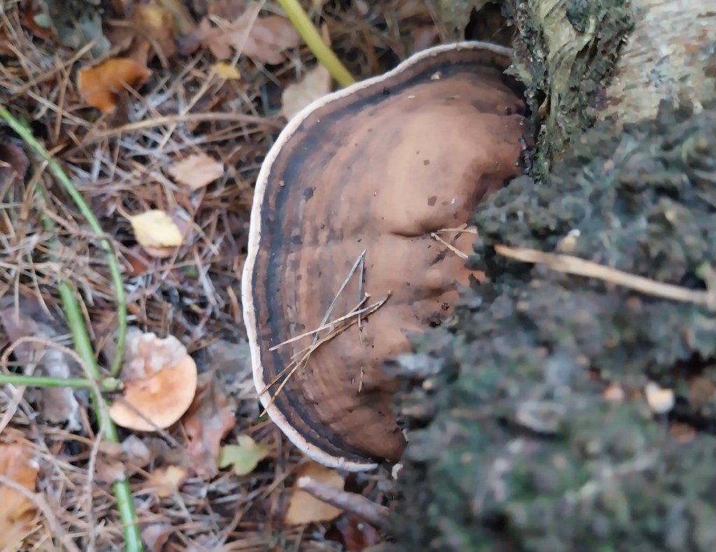 Southern bracket fungus in Adel Woods on a fungal foray with Steve Joul and Friends of Adel Woods on 26th October 2025